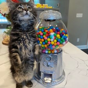 Meet your Posher, Richard